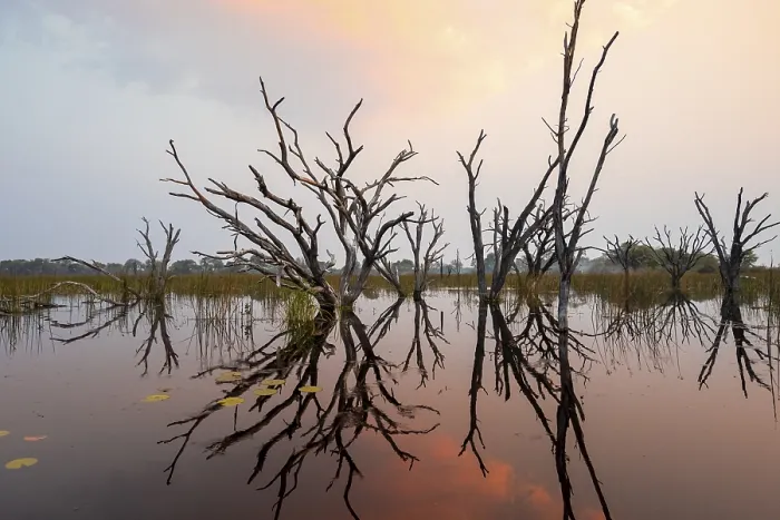 Framed Print : Okavango Delta Sunset Print - Dead Trees in Reflection Framed Print : Okavango Delta Sunset Print - Dead Trees in Reflection