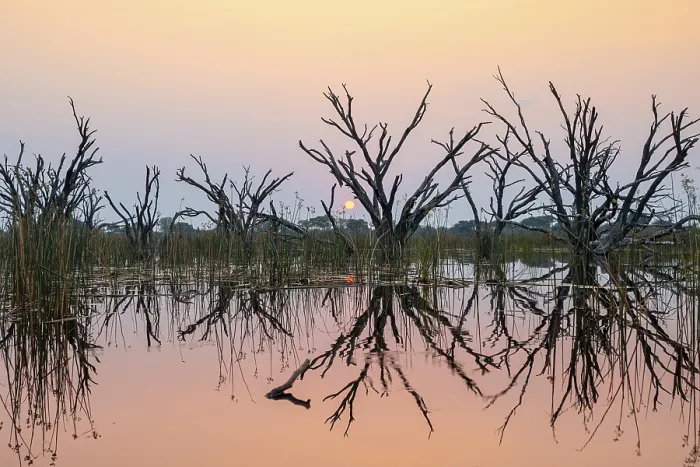 Framed Print : Dead Trees in Sunset Reflection, Okavango Delta Print Framed Print : Dead Trees in Sunset Reflection, Okavango Delta Print