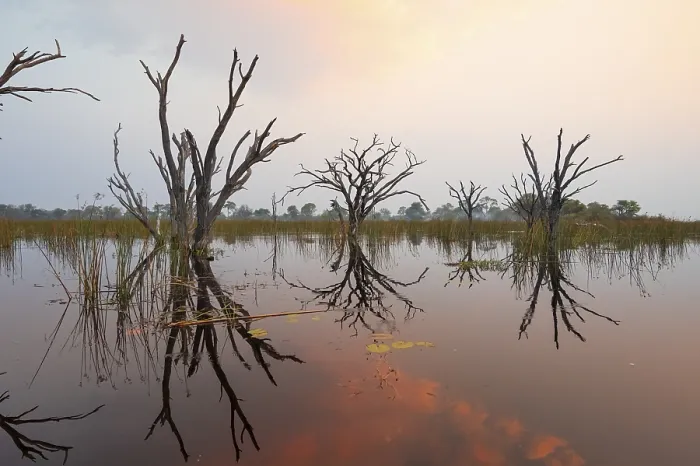 Framed Print : Dead Trees Reflected in River Print, Okavango Delta Framed Print : Dead Trees Reflected in River Print, Okavango Delta