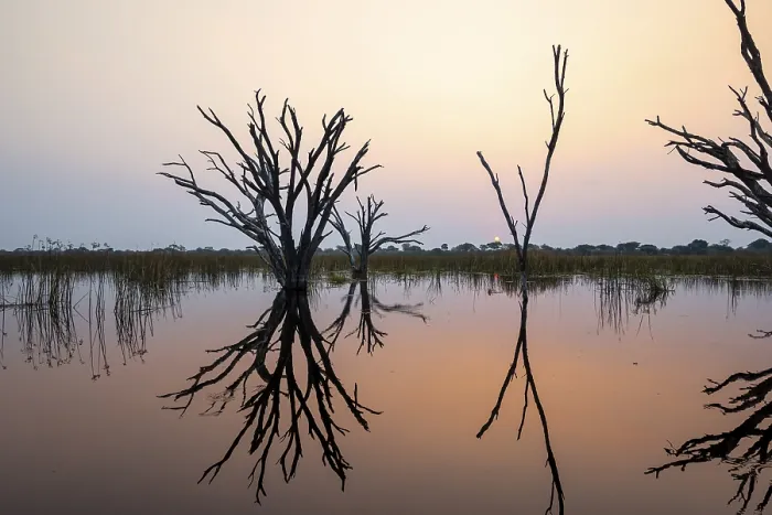 Framed Print : Dead Trees in the Okavango Delta Print Framed Print : Dead Trees in the Okavango Delta Print