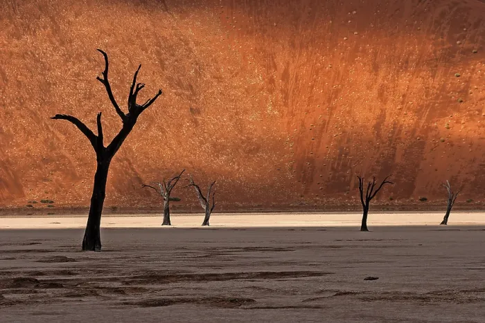Framed Print : Dead Trees in Namib Desert, Sossusvlei Print Framed Print : Dead Trees in Namib Desert, Sossusvlei Print