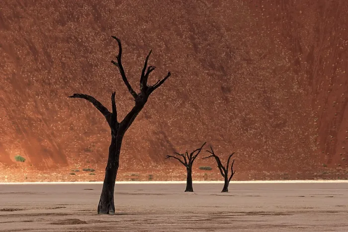 Framed Print : Dead Trees in Namib Desert Print, Deadvlei, Sossusvlei Framed Print : Dead Trees in Namib Desert Print, Deadvlei, Sossusvlei