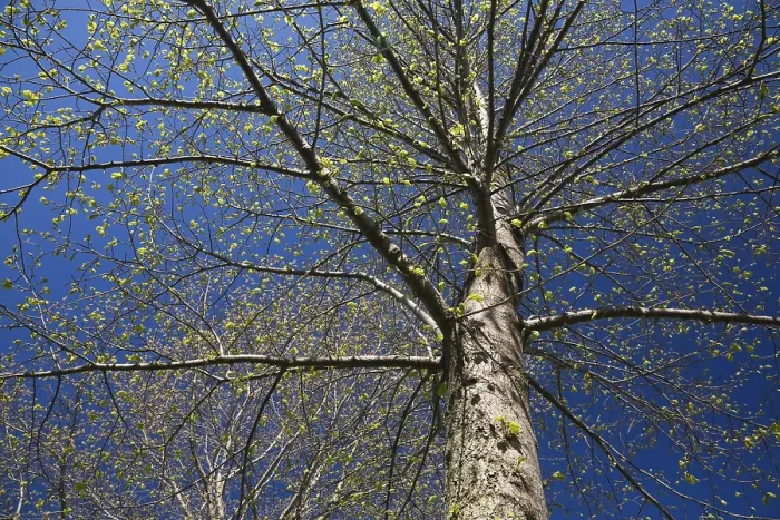 Framed Print : Deciduous Tree Print with Emerging Buds in Spring Blue Sky