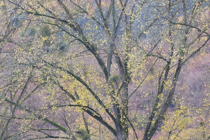 Framed Print : Deciduous Poplar Tree Print, Autumn Scene Framed Print : Deciduous Poplar Tree Print, Autumn Scene