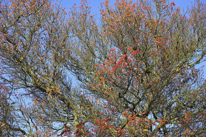 Framed Print : Deciduous Tree Print with Red Fruits and Blue Sky Framed Print : Deciduous Tree Print with Red Fruits and Blue Sky