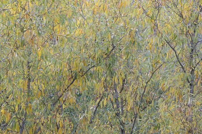 Framed Print : Willow Tree Print, Autumn Leaves in Germany Framed Print : Willow Tree Print, Autumn Leaves in Germany