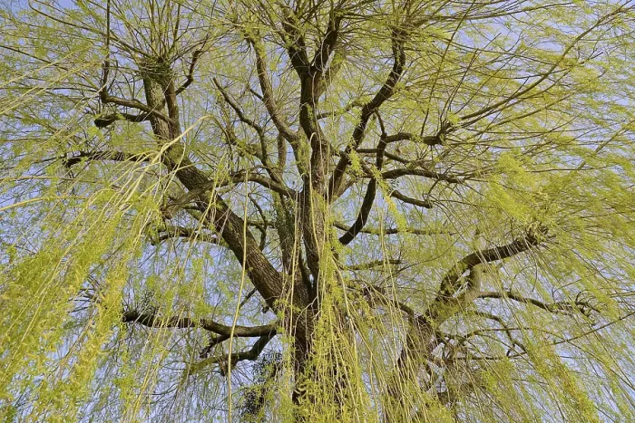 Framed Print : Salix Deciduous Tree Print Framed Print : Salix Deciduous Tree Print
