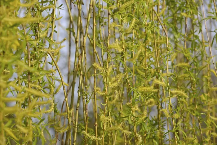 Framed Print : Salix Deciduous Tree Print Framed Print : Salix Deciduous Tree Print