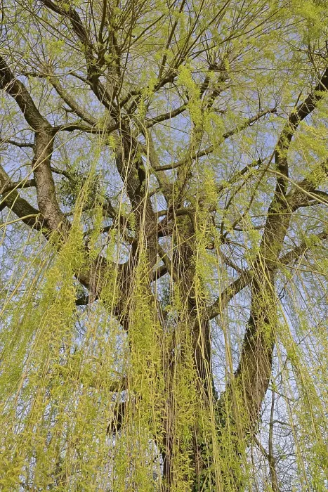 Framed Print : Deciduous tree, willow (Salix) Print Framed Print : Deciduous tree, willow (Salix) Print