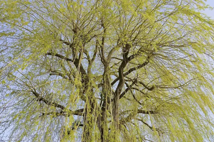Framed Print : Willow Tree Print Framed Print : Willow Tree Print