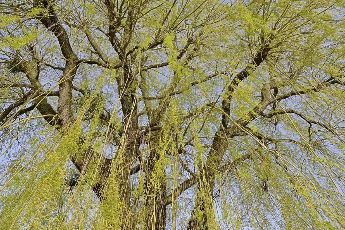 Framed Print : Willow Tree Print Framed Print : Willow Tree Print