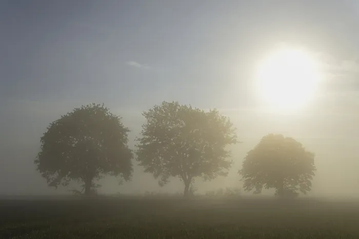 Framed Print : Deciduous Trees in Sunshine Mist Print, Germany