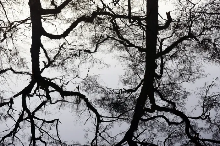 Framed Print : Deciduous Trees Print, North Rhine-Westphalia, Germany Framed Print : Deciduous Trees Print, North Rhine-Westphalia, Germany