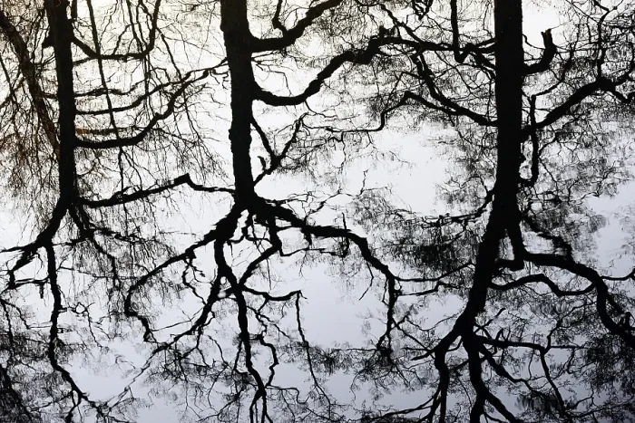 Framed Print : Deciduous Trees Print, North Rhine-Westphalia, Germany Framed Print : Deciduous Trees Print, North Rhine-Westphalia, Germany