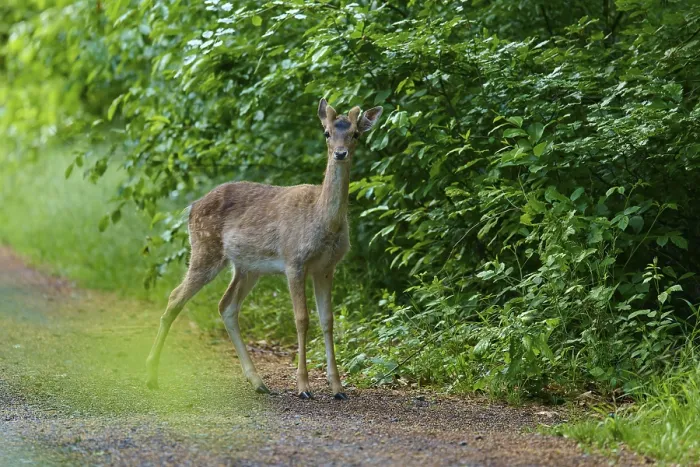 Framed Print : Fallow Deer in Hesse, Germany Print