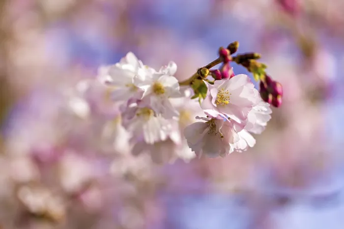 Framed Print : Delicate Cherry Blossoms in Full Bloom Print
