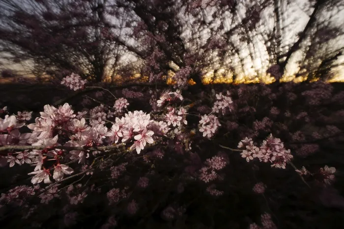Framed Print : Delicate Cherry Blossoms Sunset Print Framed Print : Delicate Cherry Blossoms Sunset Print