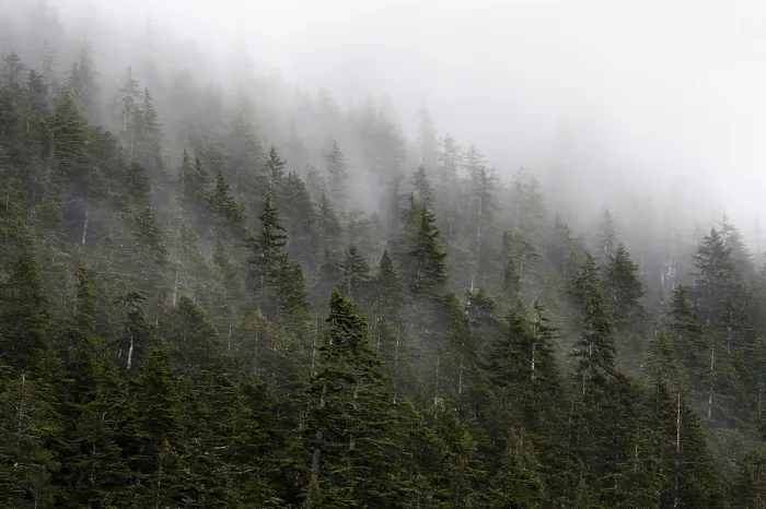 Framed Print : Alaskan Mountain Forest Print