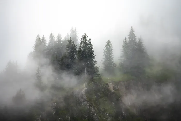 Framed Print : Alaskan Mountain Forest Print