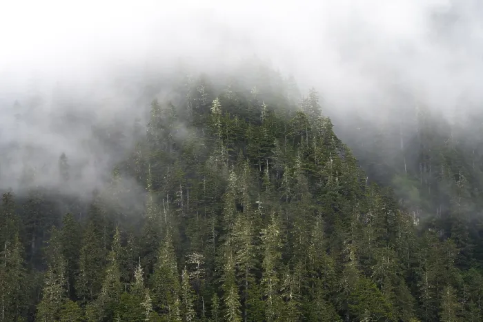Framed Print : Alaskan Mountain Forest Print