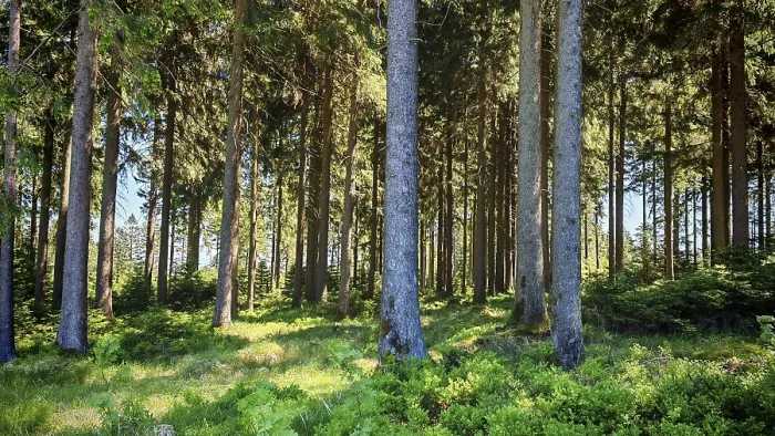 Framed Print : Dense Forest in Steinwald Nature Park Print Framed Print : Dense Forest in Steinwald Nature Park Print