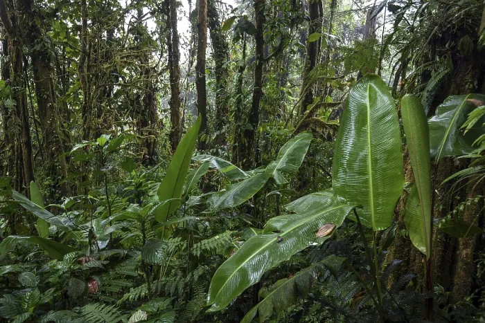 Framed Print : Dense Vegetation in Cloud Forest Print, Costa Rica Framed Print : Dense Vegetation in Cloud Forest Print, Costa Rica