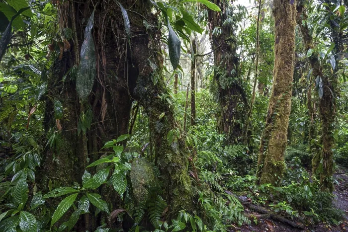 Framed Print : Dense Vegetation in Cloud Forest Print, Costa Rica Framed Print : Dense Vegetation in Cloud Forest Print, Costa Rica