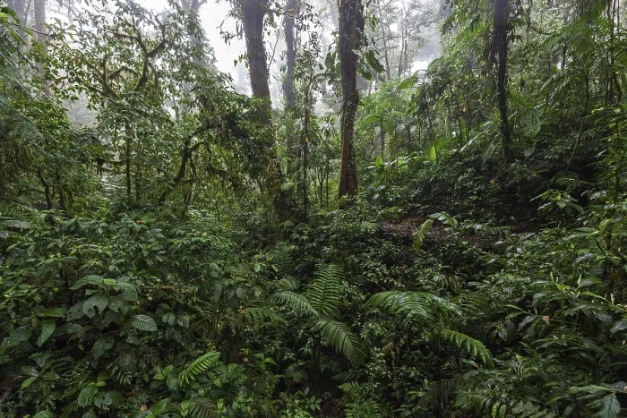 Framed Print : Dense Vegetation in Cloud Forest Print, Costa Rica Framed Print : Dense Vegetation in Cloud Forest Print, Costa Rica