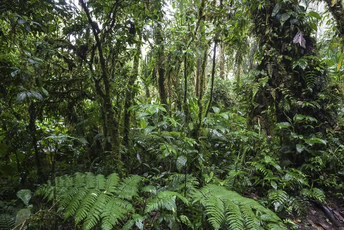 Framed Print : Dense Vegetation in Cloud Forest Print, Costa Rica Framed Print : Dense Vegetation in Cloud Forest Print, Costa Rica