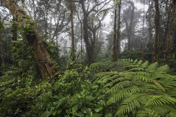 Framed Print : Dense Vegetation Print, Cloud Forest, Costa Rica Framed Print : Dense Vegetation Print, Cloud Forest, Costa Rica