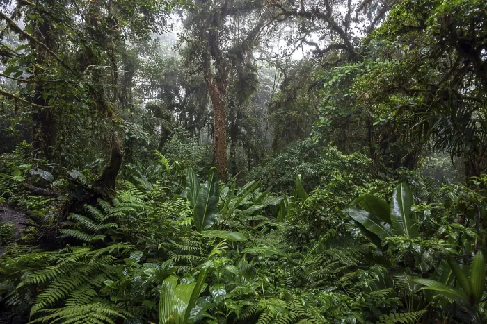 Framed Print : Dense Vegetation Cloud Forest Print, Costa Rica Framed Print : Dense Vegetation Cloud Forest Print, Costa Rica