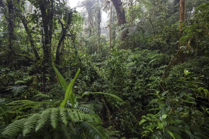 Framed Print : Dense Vegetation Print, Cloud Forest, Costa Rica Framed Print : Dense Vegetation Print, Cloud Forest, Costa Rica
