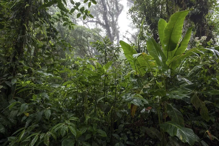 Framed Print : Dense Vegetation in Cloud Forest Print, Costa Rica