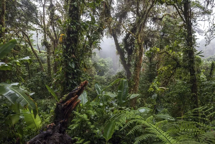 Framed Print : Dense Cloud Forest Vegetation Print, Costa Rica Framed Print : Dense Cloud Forest Vegetation Print, Costa Rica
