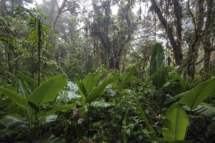 Framed Print : Dense Cloud Forest Vegetation Print, Costa Rica Framed Print : Dense Cloud Forest Vegetation Print, Costa Rica