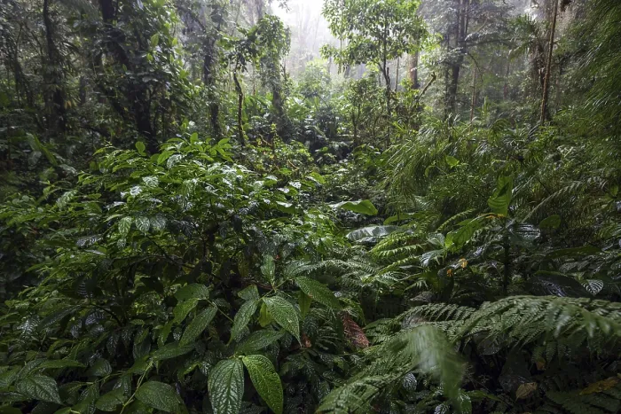 Framed Print : Dense Vegetation Print, Cloud Forest, Costa Rica Framed Print : Dense Vegetation Print, Cloud Forest, Costa Rica
