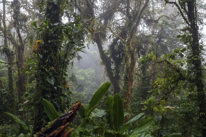 Framed Print : Dense Vegetation Print, Cloud Forest, Costa Rica