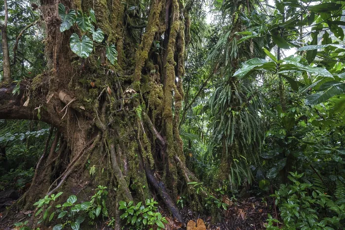 Framed Print : Dense Vegetation Print, Cloud Forest Landscape