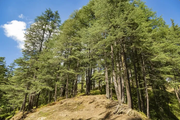 Framed Print : Dandeshwar Deodars Cedar Trees Print, Almora, Uttarakhand Framed Print : Dandeshwar Deodars Cedar Trees Print, Almora, Uttarakhand