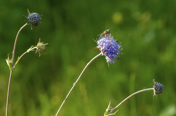 Framed Print : Devil's-bit Scabious Print