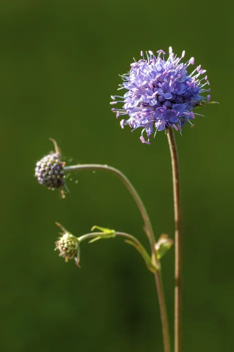 Framed Print : Devil's-bit Scabious Print - Succisa Pratensis Framed Print : Devil's-bit Scabious Print - Succisa Pratensis