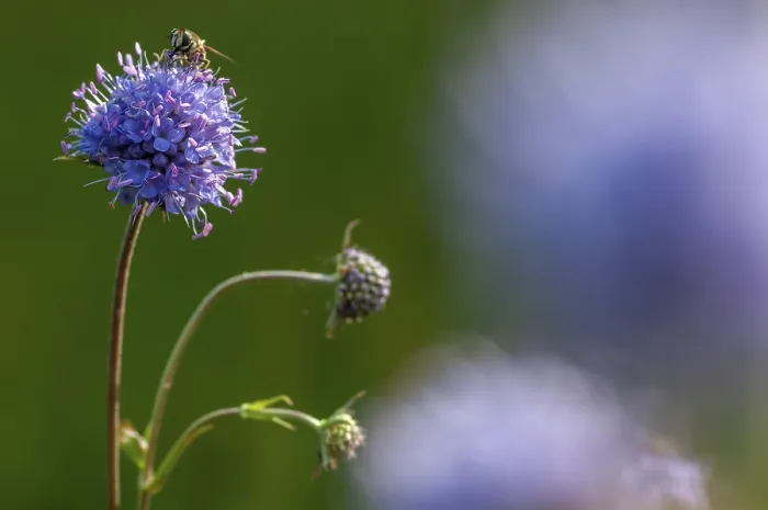 Framed Print : Devil's-bit Scabious Print