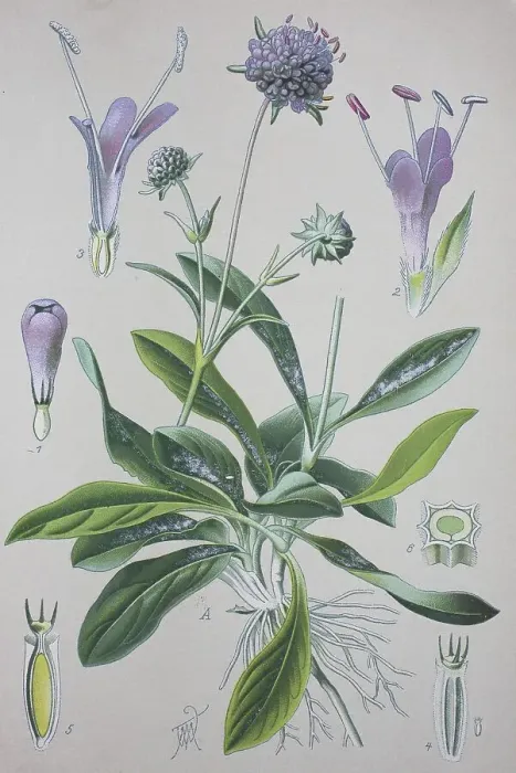 Framed Print : Devil's-bit Scabious Print, 1885