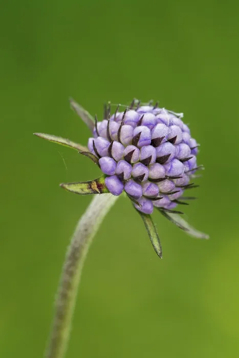 Framed Print : Devil's-bit scabious Print, South Wales Pasture