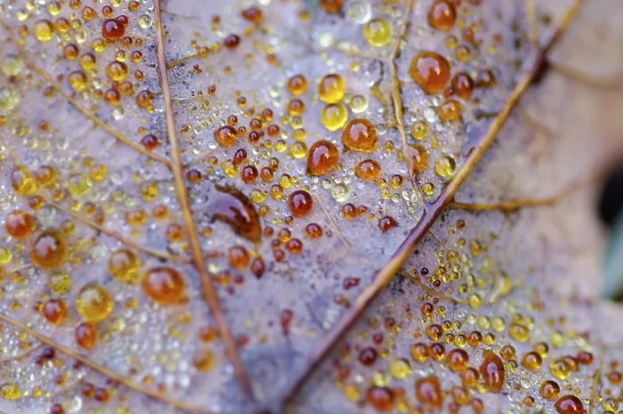 Framed Print : Dew Drop on Autumn Maple Leaf Print Framed Print : Dew Drop on Autumn Maple Leaf Print