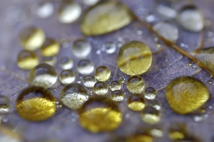 Framed Print : Dew Drop Print on Autumn Maple Leaf Framed Print : Dew Drop Print on Autumn Maple Leaf