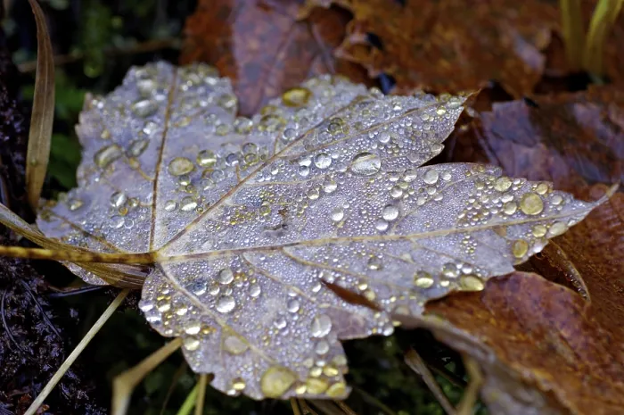 Framed Print : Dew Drop Print on Maple Leaf in Autumn Framed Print : Dew Drop Print on Maple Leaf in Autumn
