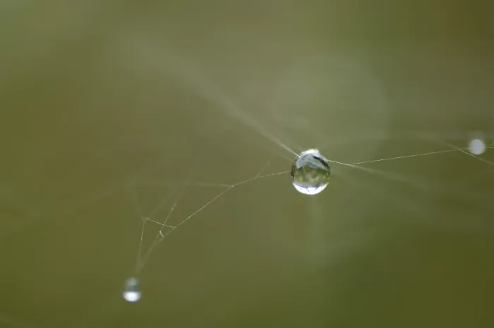 Framed Print : Dew Drop in Spider Net Print Framed Print : Dew Drop in Spider Net Print