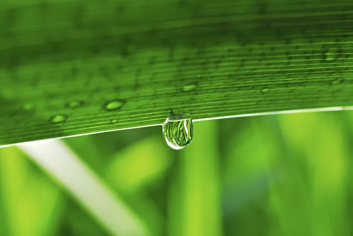 Framed Print : Dew Drop on a Leaf Print Framed Print : Dew Drop on a Leaf Print