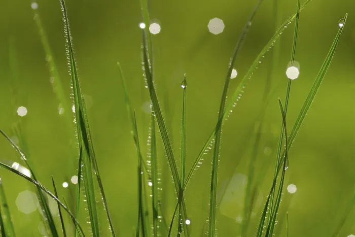 Framed Print : Dew Drops Print Framed Print : Dew Drops Print